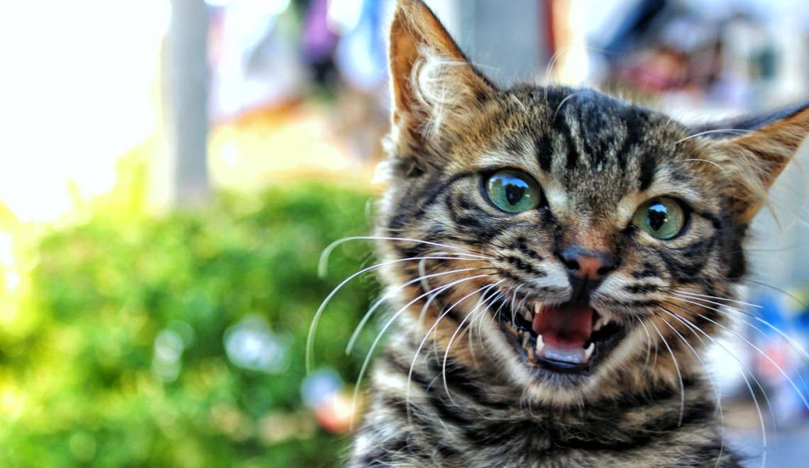 „STRESS MICH NICHT!“