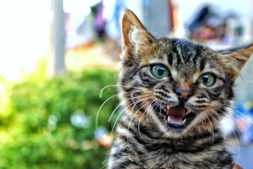 Oft ist Stress hilfreich für Konzentration und Motivation - doch manchmal wird alles zu viel. Was Stress eigentlich ist und wie ein Stresskiller hilft ...
