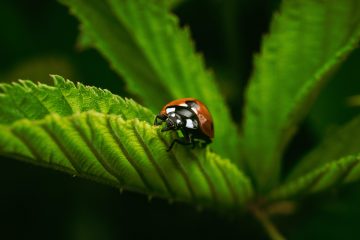7 Beispiele für die Bachelorarbeit im Fachbereich Biologie gefällig?